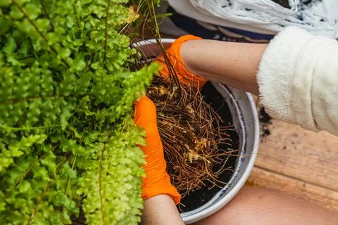 Repotting flowers with their pitcher while wearing bright orange gloves Stock Photos