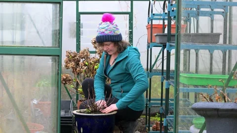 Repotting a hydrangea, for early flowering. Stock Footage 329922593