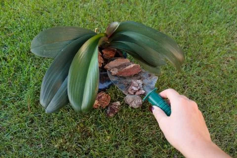 Repotting an orchid Fotos Stock