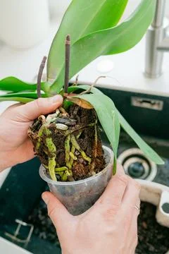 Repotting orchid process Photos
