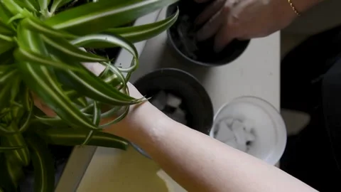 Repotting plants and dividing roots in spring Stock Footage 328171107