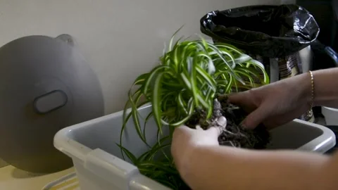 Repotting plants and dividing roots in spring Stock Footage 328171111