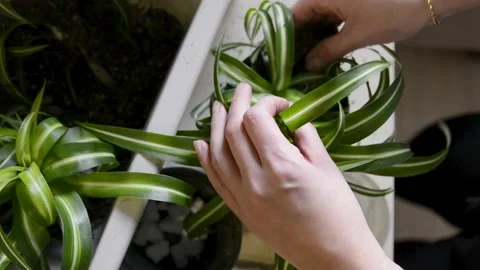 Repotting plants and dividing roots in spring Stock Footage 328171124