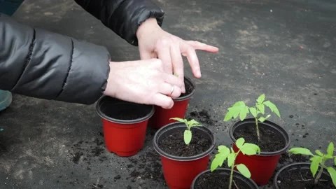 Repotting Tomato Seedlings Into Individual Containers in Home Gardening Setup Stock Footage 333857545
