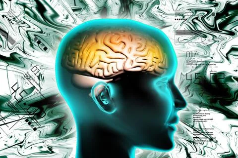 Representation of female brain Stock Illustration