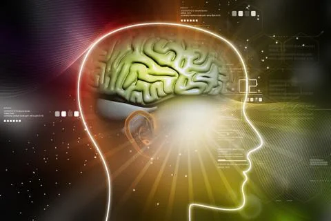 Representation of female brain Stock Illustration