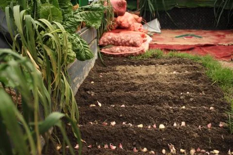 Representation of Sowing Stock Photos