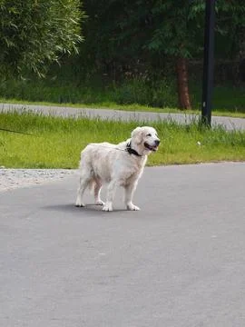 Representative of one of the large breeds of retrievers walking in the park Stock Photos