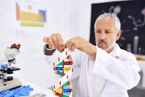 Representing human DNA. a mature male scientist working on a model of a DNA Stock Photos