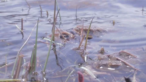 Reproducing American Toad in lake in spring, 1080p tripod shot Vídeo Stock 98917556