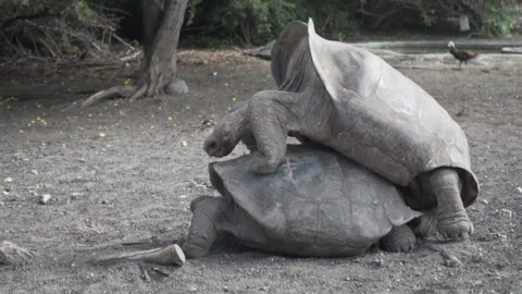 Reproducing turtles Stock Footage 155029005