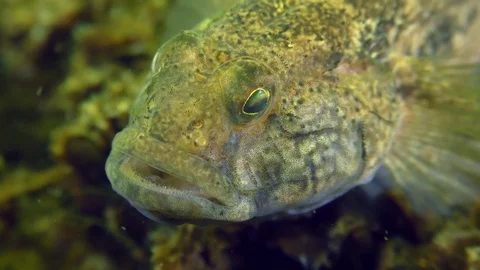 Reproduction of Black goby (Gobius niger). Stock Footage