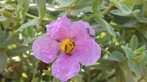 Reproduction of Cantharidae Video stock 710098
