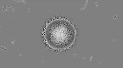 Reproduction (Cell Division) Electron microscopy HD PAL 1080p Stock Footage