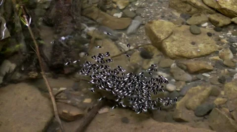 Reproduction of insects in a mountain river Stock Footage 7758630