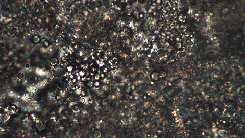 Reproduction of lactobacilli in real time in a microscope Stock Footage 121964832