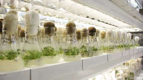 Reproduction of plants Stock Footage 66253215