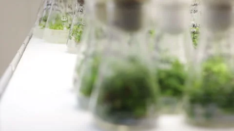 Reproduction of Plants Stock Footage 66253334