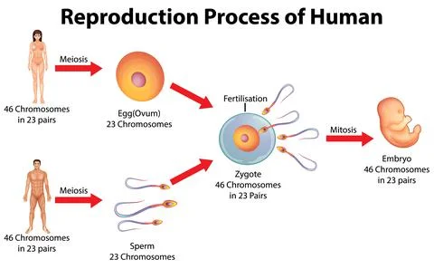 Reproduction process of human Stock Illustration