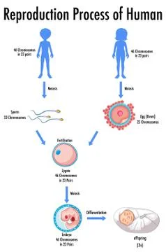 Reproduction Process of Human infographic Illustrazione stock