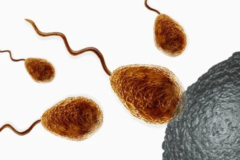 Reproduction process in humans Stock Photos