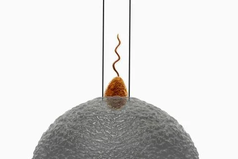 Reproduction process in humans Stock Photos