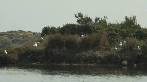 Reproduction of seagulls 库存影片 690848
