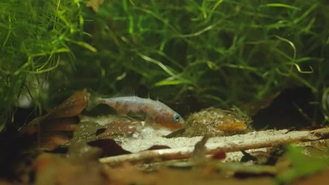 Reproduction, spawning of three-spined sticklebacks Stock-Footage 147926284