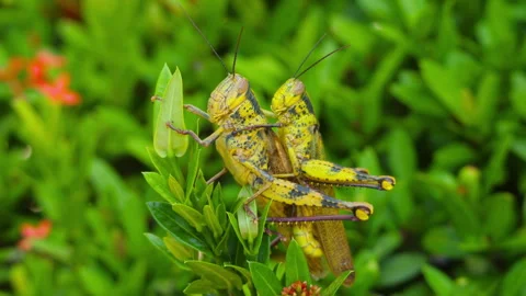 Reproduction in the world of insects Stock Footage 277541802