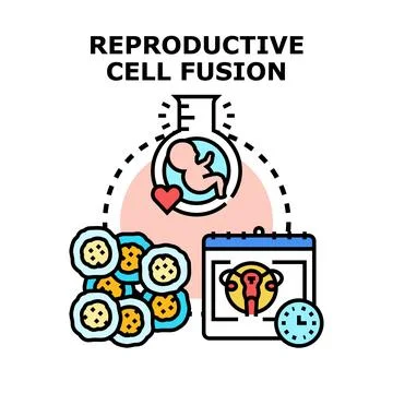 Reproductive cell fusion process developing embryo in vitro fertilization Stock Illustration