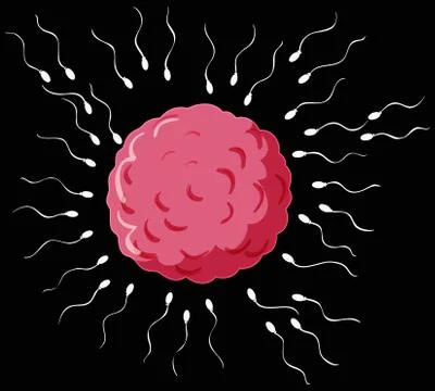 Reproductive process in human Stock Illustration