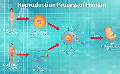 Reproductive process of human Stock Illustration