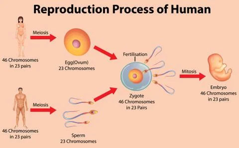 Reproductive process of human Stock Illustration