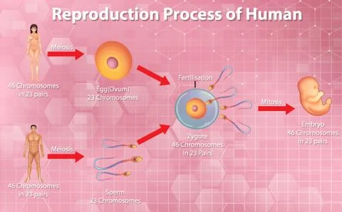 Reproductive process of human Stock Illustration