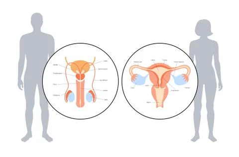 Reproductive system concept Illustrazione stock