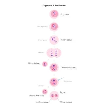 Reproductive system concept Illustrazione stock