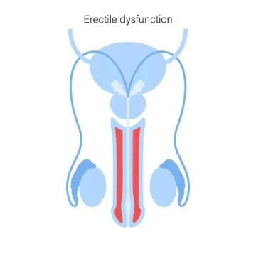 Reproductive system concept Stock Illustration