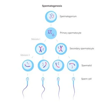 Reproductive system concept Stock Illustration