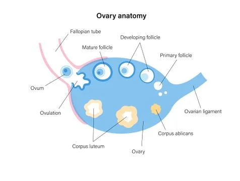 Reproductive system concept Illustrazione stock