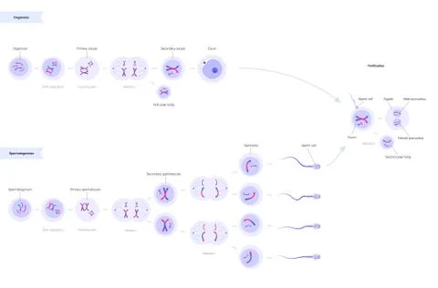 Reproductive system concept Stock Illustration