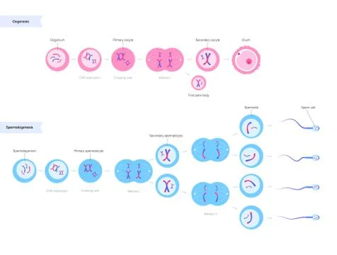 Reproductive system concept Stock Illustration