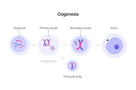 Reproductive system concept Stock Illustration