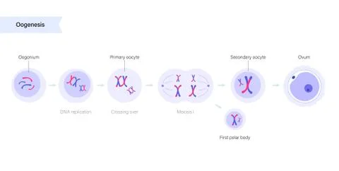 Reproductive system concept Ilustración de archivo
