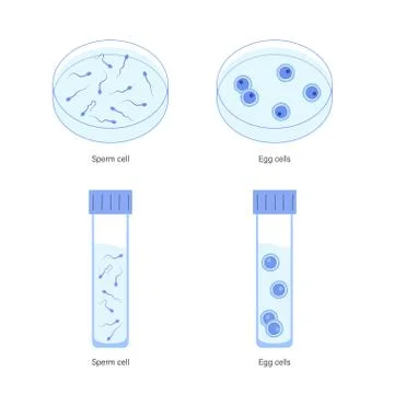 Reproductive system concept Illustrazione stock