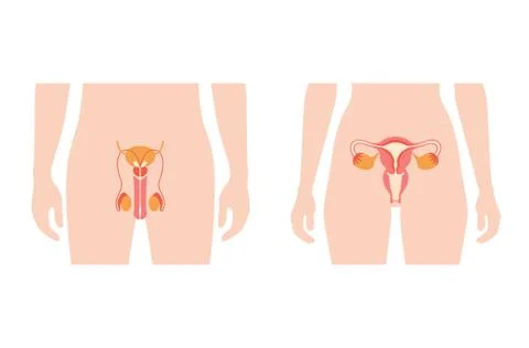 Reproductive system concept Stock Illustration