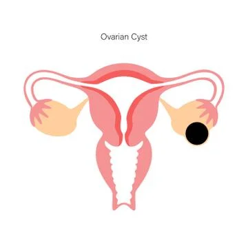 Reproductive system concept Stock Illustration
