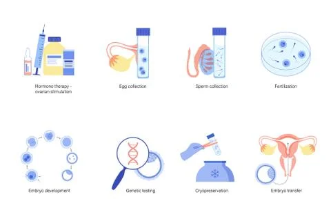 Reproductive system concept Stock Illustration