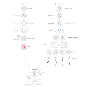 Reproductive system concept Stock Illustration