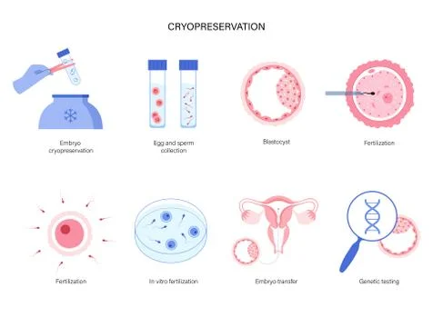 Reproductive system concept Illustrazione stock