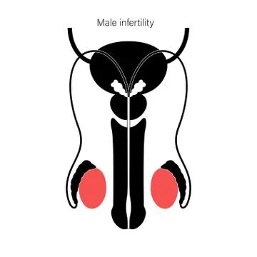Reproductive system concept Illustrazione stock